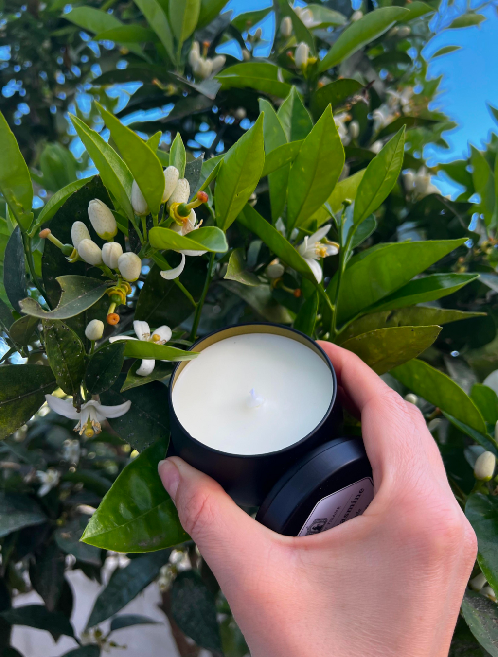 Golden Jasmine Candle by MAISON TISANE