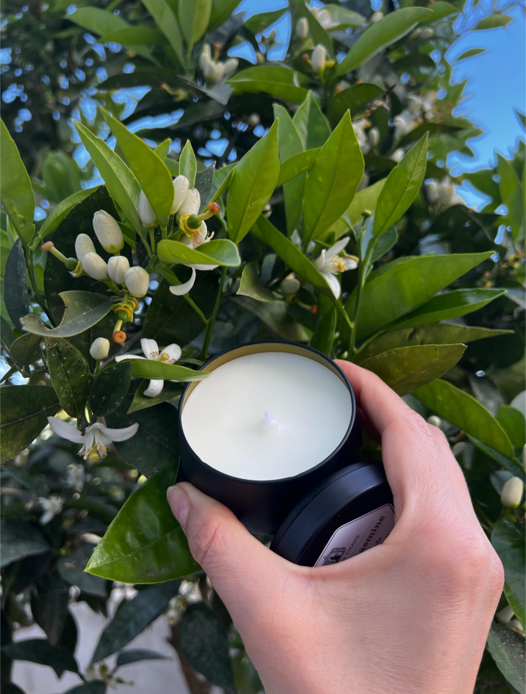 Golden Jasmine Candle by MAISON TISANE
